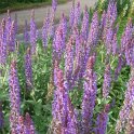 Salvia hybride 'Superba'